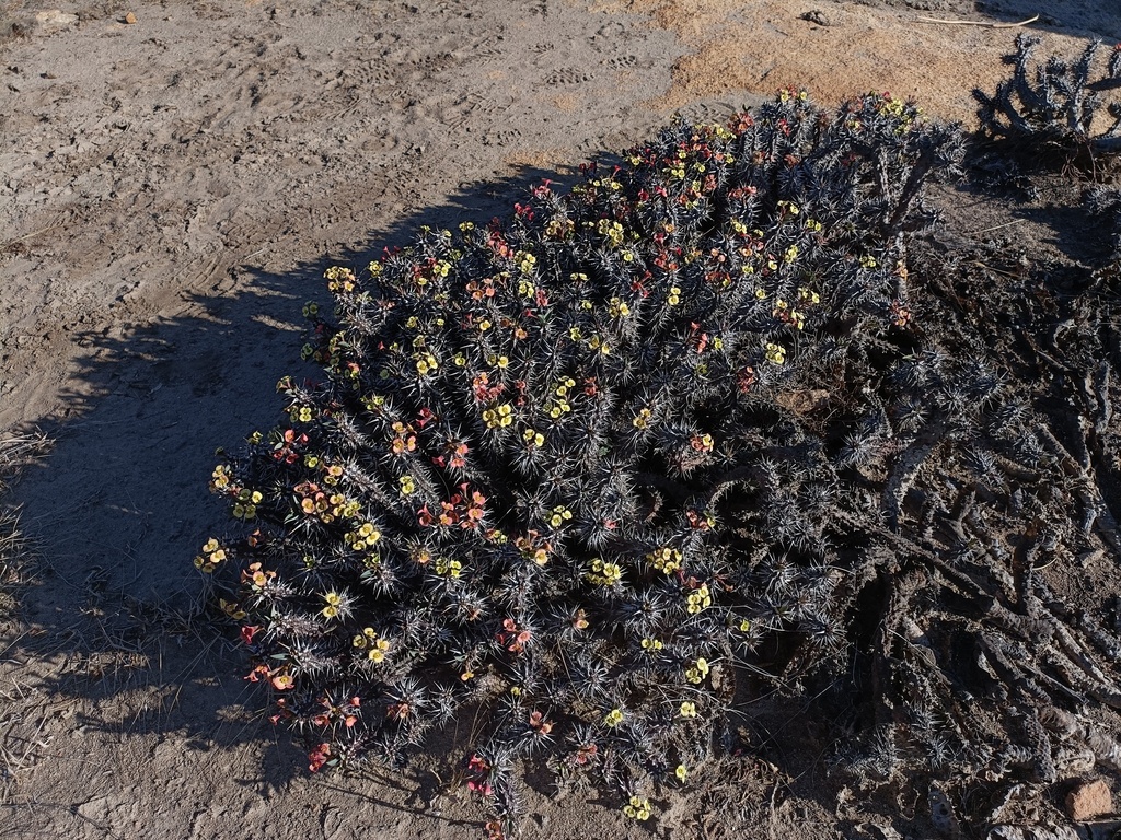 Euphorbia fianarantsoae; photograph (c) Gary Yong Gee, some rights reserved (CC BY)