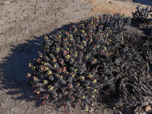 Euphorbia fianarantsoae