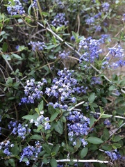 Ceanothus prostratus