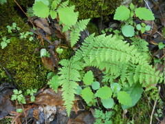 Cystopteris bulbifera