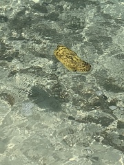 Lobotes surinamensis