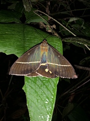 Amauta cacica