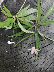 Anemonoides caerulea