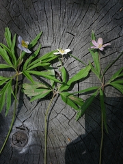 Anemonoides caerulea