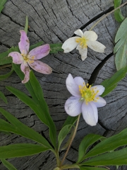 Anemonoides caerulea