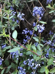 Ceanothus prostratus