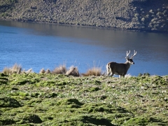 Odocoileus virginianus ustus