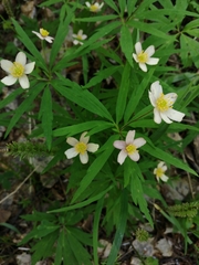 Anemonoides caerulea