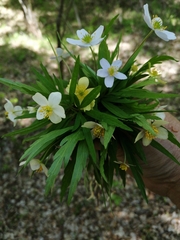 Anemonoides caerulea