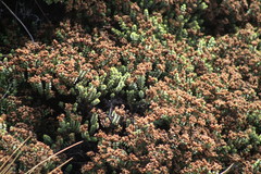 Veronica buchananii