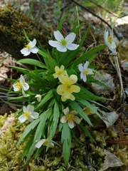 Anemonoides caerulea