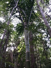 Dypsis hovomantsina