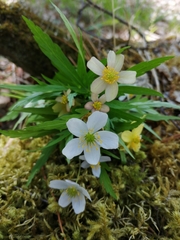 Anemonoides caerulea