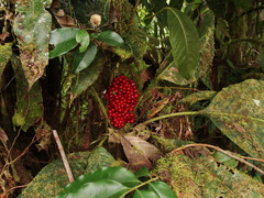 Primulaceae
