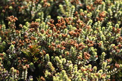 Veronica buchananii