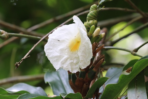 Dimerocostus strobilaceus (Dimerocostus strobilaceus)