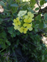 Erysimum flavum altaicum