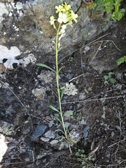 Erysimum flavum altaicum