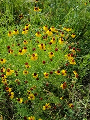 Helenium amarum badium