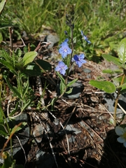 Veronica krylovii