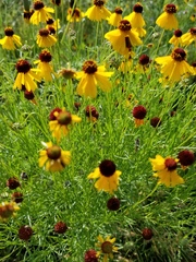 Helenium amarum badium