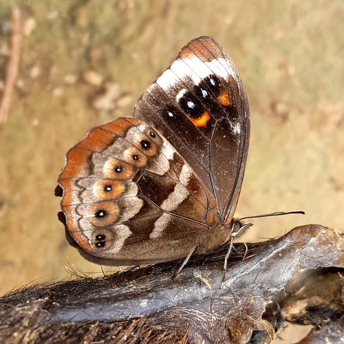 Pronophila juliani