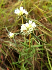 Spermacoce prostrata