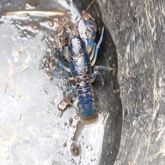 Cambarus monongalensis