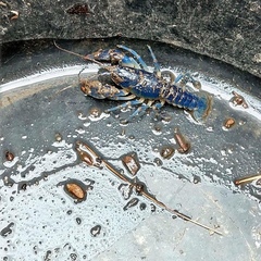 Cambarus monongalensis