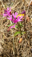 Clarkia concinna