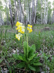 Primula veris macrocalyx