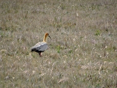 Theristicus branickii