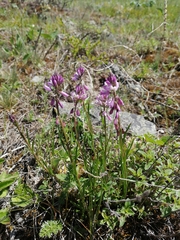 Polygala hybrida