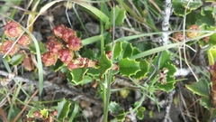 Ceanothus decornutus