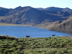 Odocoileus virginianus ustus