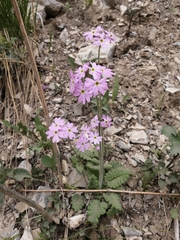 Primula cortusoides