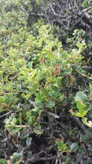 Ceanothus decornutus