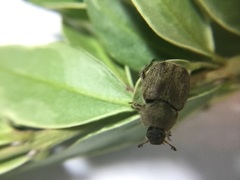 Hoplia
