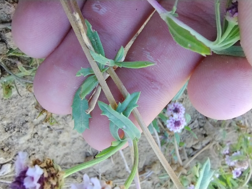 Image of Phyla cuneifolia by no rights reserved
