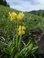 Primula veris macrocalyx