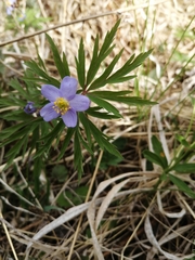 Anemonoides caerulea