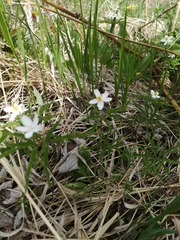 Anemonoides caerulea