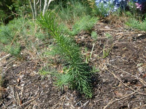 cypress spurge — photo 1