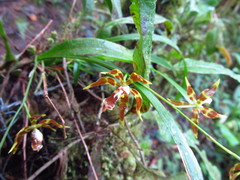 Oncidium cristatum
