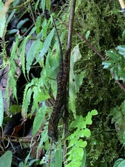 Anolis aequatorialis