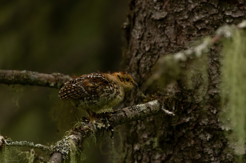 Spruce Grouse