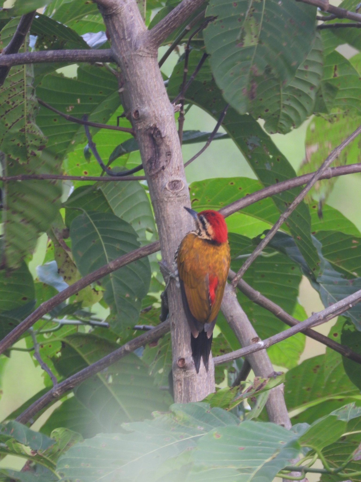 Common Flameback