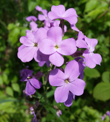 Hesperis matronalis