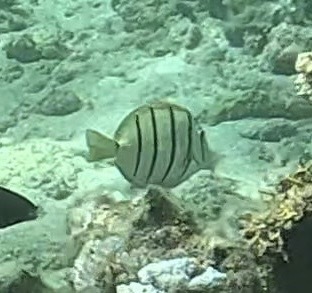 Hawaiian Convict Surgeonfish