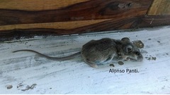 Peromyscus yucatanicus
